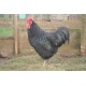 6 Exhibition Quality Large fowl Black Australorp Hatching Eggs From A&J Poultry