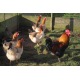 6 Exhibition Quality French Wheaton Maran Hatching Eggs from A&J Poultry 