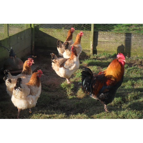 6 Exhibition Quality French Wheaton Maran Hatching Eggs from A&J Poultry 