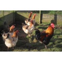 6 Exhibition Quality French Wheaton Maran Hatching Eggs from A&J Poultry 