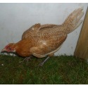 Chamois Pencilled Friesian Fowl P O L Pullet