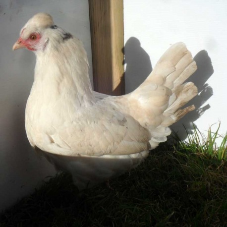 Brompton Blue (Araucana X White Leghorn)