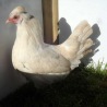 Brompton Blue (Araucana X White Leghorn)