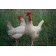 6 Exhibition Quality Lavender Leghorn Hatching Eggs from A&J Poultry 