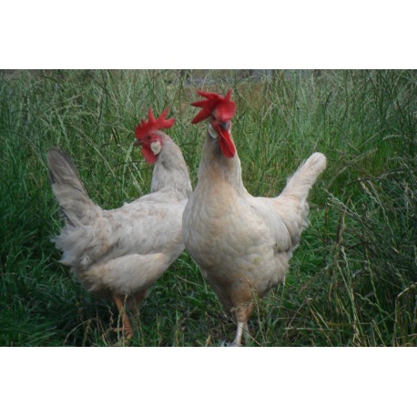 6 Exhibition Quality Lavender Leghorn Hatching Eggs from A&J Poultry 