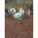 6 Exhibition Quality Large fowl Cream Crested Legbar Hatching Eggs A&J Poultry