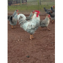 6 Exhibition Quality Large fowl Cream Crested Legbar Hatching Eggs A&J Poultry