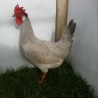 Lavender Leghorn P O L Pullet