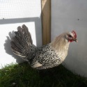 Silver Pencilled Fayoumi P O L Pullet