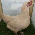 Ixworth P O L Pullet