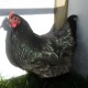 Black Austrolorp Pullet 