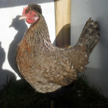 Cream Crested Legbar Pullet 